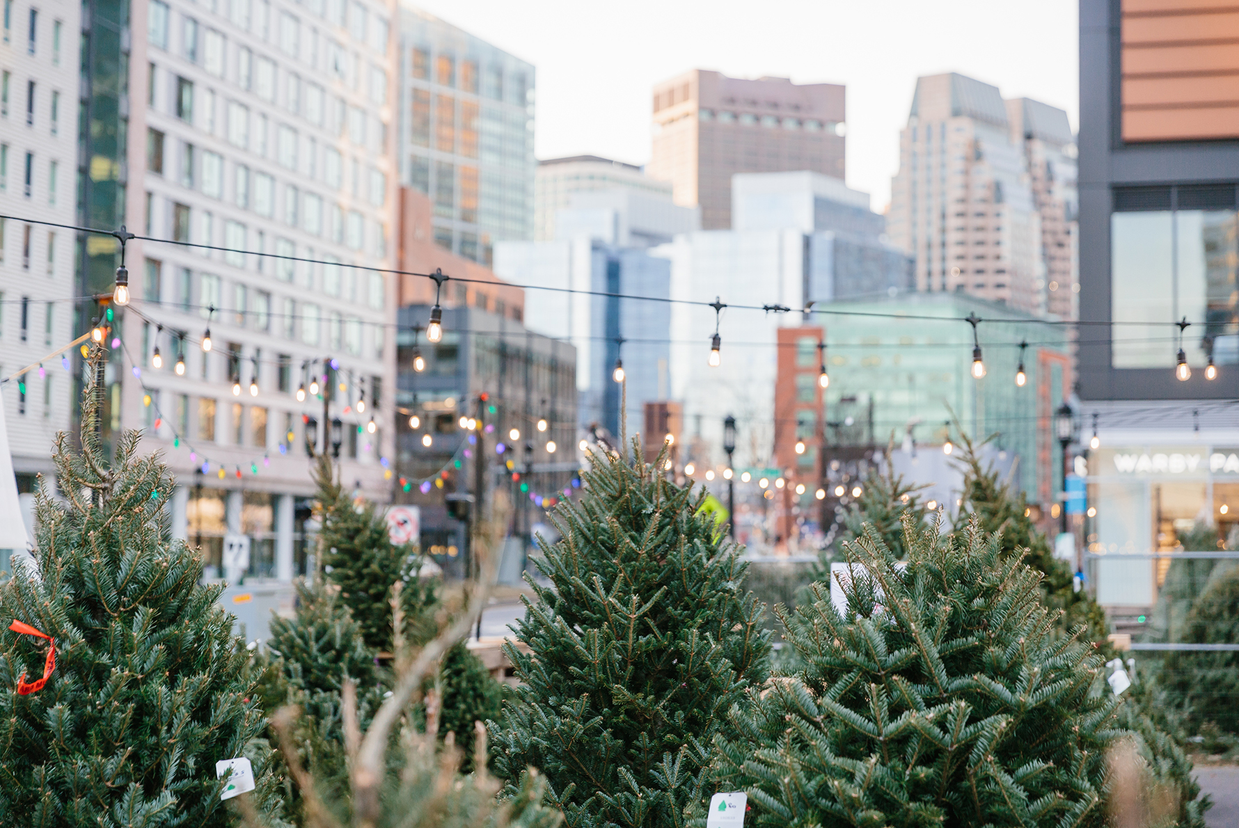 Boston Christmas Tree lot